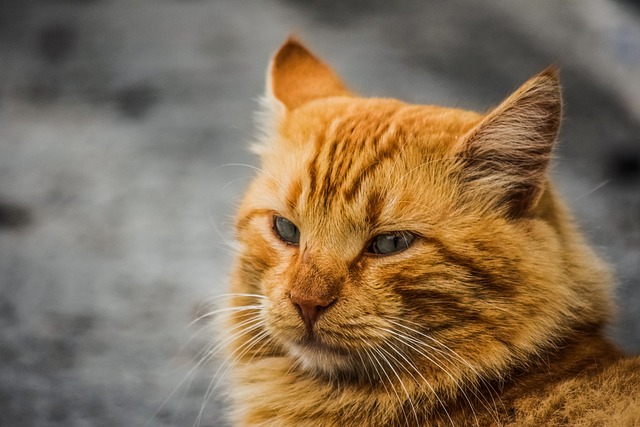 教貓咪不玩電線，安全訓練怎么做最有效？